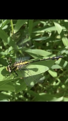 Gomphurus