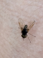 Chrysopilus proximus