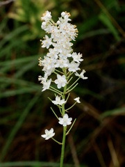 Stenanthium densum