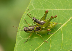 Liebermannacris dorsualis