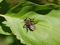 Andrena vicina