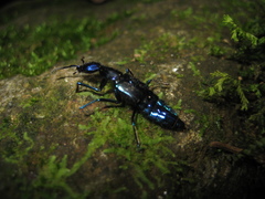 Plochionocerus