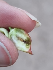 Asphondylia prosopidis