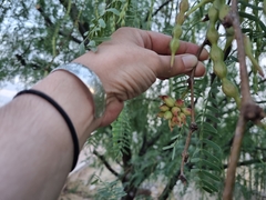 Asphondylia prosopidis