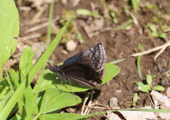 Erynnis icelus image