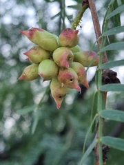 Asphondylia prosopidis