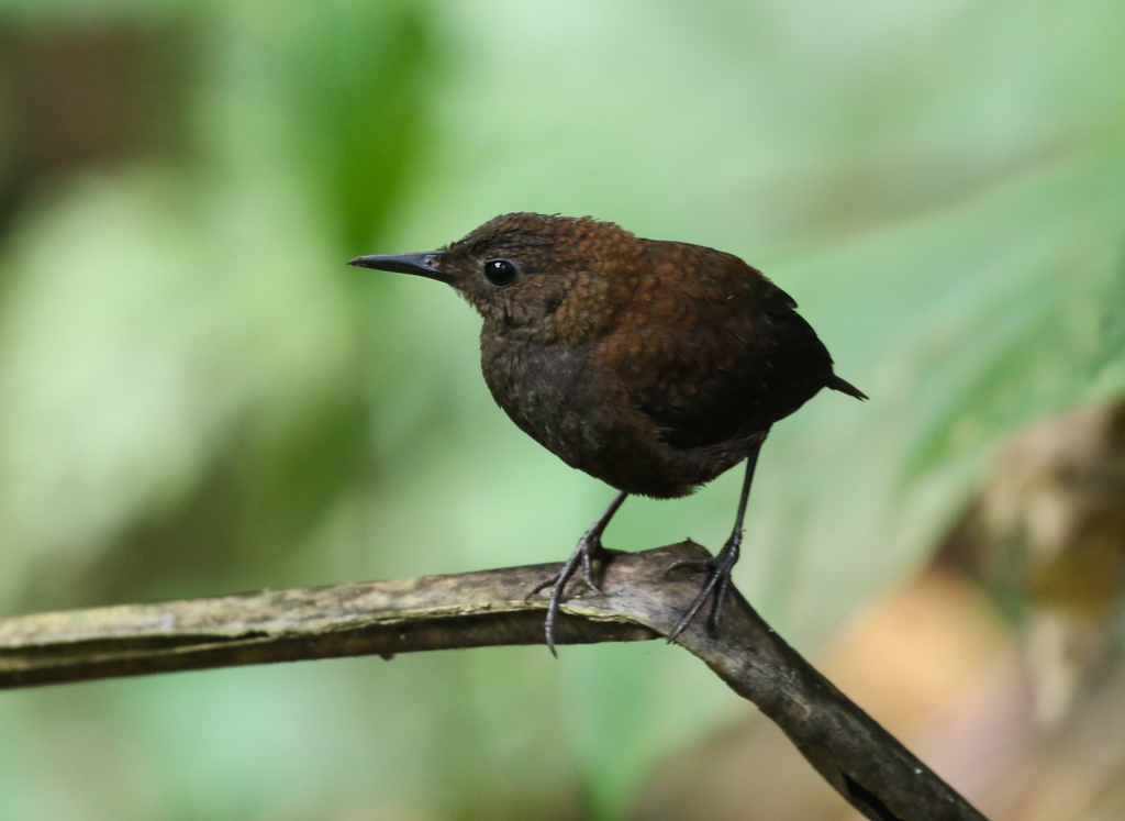 Northern Nightingale-Wren