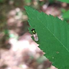 Cephalochrysa canadensis
