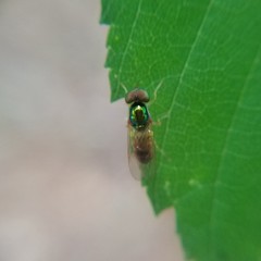 Cephalochrysa canadensis