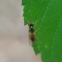 Cephalochrysa canadensis