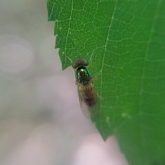 Cephalochrysa canadensis