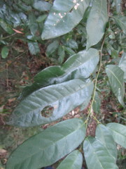 Monanthotaxis caffra