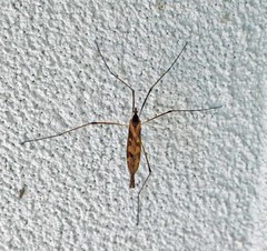 Eutonia alleni