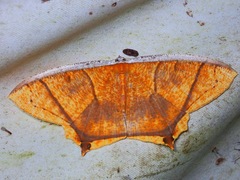 Thinopteryx crocoptera