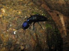 Plochionocerus