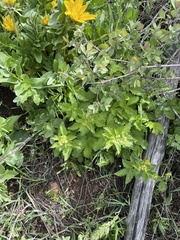 Drymocallis pseudorupestris