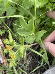 Drymocallis pseudorupestris