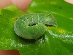 Euplexia