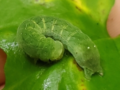 Euplexia