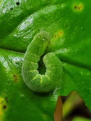 Euplexia