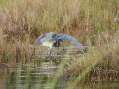 Egretta tricolor image