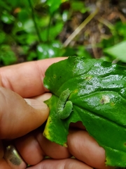 Euplexia