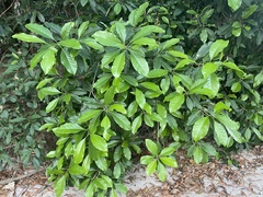 Rhodomyrtus macrocarpa