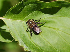 Andrena vicina