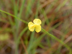 Xyris baldwiniana