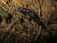 Plochionocerus