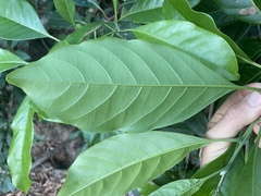 Rhodomyrtus macrocarpa