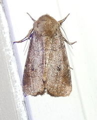 Crocigrapha