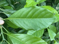 Rhodomyrtus macrocarpa