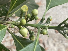 Rhodomyrtus macrocarpa