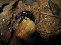 Plochionocerus