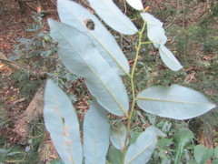 Monanthotaxis caffra