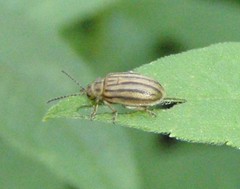 Ophraella conferta
