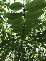 Phyllanthus juglandifolius