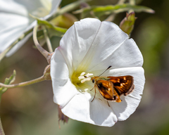 Ochlodes agricola