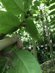 Phyllanthus juglandifolius