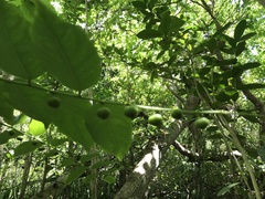 Phyllanthus juglandifolius