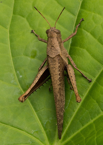 Abracris flavolineata