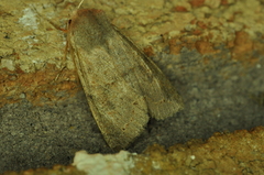 Orthosia revicta