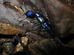 Plochionocerus