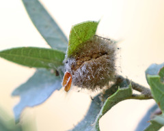 Disholandricus lasius