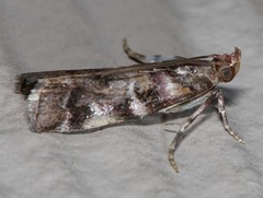 Dioryctria pygmaeella