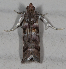 Dioryctria pygmaeella