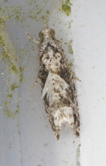 Gretchena concubitana