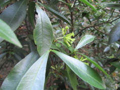 Peddiea africana