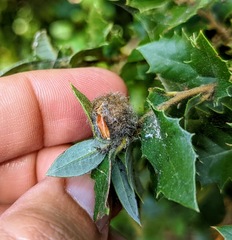 Disholandricus lasius